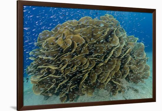 South Pacific, Solomon Islands. Schooling baitfish and coral.-Jaynes Gallery-Framed Photographic Print