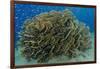 South Pacific, Solomon Islands. Schooling baitfish and coral.-Jaynes Gallery-Framed Photographic Print