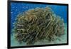 South Pacific, Solomon Islands. Schooling baitfish and coral.-Jaynes Gallery-Framed Photographic Print