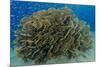 South Pacific, Solomon Islands. Schooling baitfish and coral.-Jaynes Gallery-Mounted Premium Photographic Print