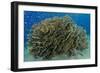 South Pacific, Solomon Islands. Schooling baitfish and coral.-Jaynes Gallery-Framed Photographic Print