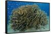 South Pacific, Solomon Islands. Schooling baitfish and coral.-Jaynes Gallery-Framed Stretched Canvas