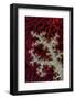 South Pacific, Solomon Islands. Sea fan and soft coral.-Jaynes Gallery-Framed Photographic Print