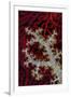 South Pacific, Solomon Islands. Sea fan and soft coral.-Jaynes Gallery-Framed Premium Photographic Print