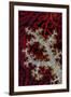 South Pacific, Solomon Islands. Sea fan and soft coral.-Jaynes Gallery-Framed Premium Photographic Print
