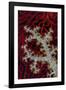 South Pacific, Solomon Islands. Sea fan and soft coral.-Jaynes Gallery-Framed Photographic Print