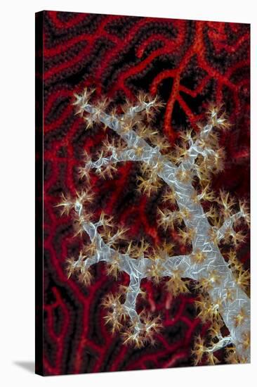 South Pacific, Solomon Islands. Sea fan and soft coral.-Jaynes Gallery-Stretched Canvas