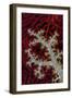 South Pacific, Solomon Islands. Sea fan and soft coral.-Jaynes Gallery-Framed Photographic Print