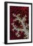 South Pacific, Solomon Islands. Sea fan and soft coral.-Jaynes Gallery-Framed Photographic Print