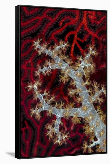 South Pacific, Solomon Islands. Sea fan and soft coral.-Jaynes Gallery-Framed Stretched Canvas