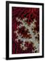 South Pacific, Solomon Islands. Sea fan and soft coral.-Jaynes Gallery-Framed Photographic Print