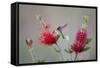 South Padre Island, Texas. Black Chinned Hummingbird at Bottlebrush-Larry Ditto-Framed Stretched Canvas