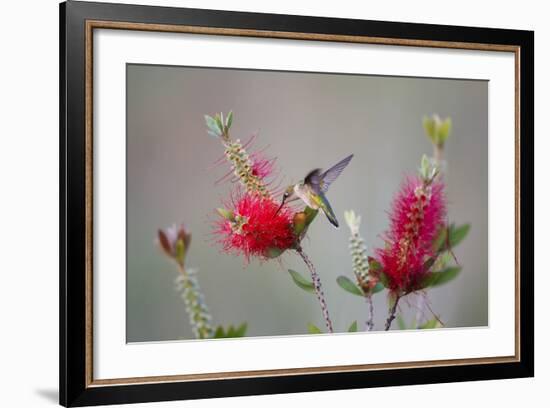 South Padre Island, Texas. Black Chinned Hummingbird at Bottlebrush-Larry Ditto-Framed Photographic Print