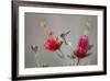 South Padre Island, Texas. Black Chinned Hummingbird at Bottlebrush-Larry Ditto-Framed Photographic Print
