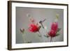 South Padre Island, Texas. Black Chinned Hummingbird at Bottlebrush-Larry Ditto-Framed Photographic Print