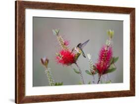 South Padre Island, Texas. Black Chinned Hummingbird at Bottlebrush-Larry Ditto-Framed Photographic Print