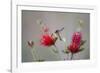 South Padre Island, Texas. Black Chinned Hummingbird at Bottlebrush-Larry Ditto-Framed Photographic Print