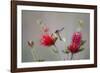 South Padre Island, Texas. Black Chinned Hummingbird at Bottlebrush-Larry Ditto-Framed Photographic Print