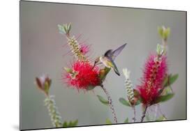 South Padre Island, Texas. Black Chinned Hummingbird at Bottlebrush-Larry Ditto-Mounted Photographic Print