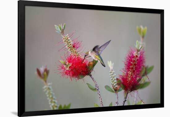 South Padre Island, Texas. Black Chinned Hummingbird at Bottlebrush-Larry Ditto-Framed Photographic Print