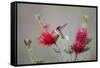 South Padre Island, Texas. Black Chinned Hummingbird at Bottlebrush-Larry Ditto-Framed Stretched Canvas