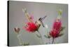 South Padre Island, Texas. Black Chinned Hummingbird at Bottlebrush-Larry Ditto-Stretched Canvas