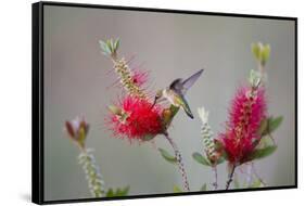 South Padre Island, Texas. Black Chinned Hummingbird at Bottlebrush-Larry Ditto-Framed Stretched Canvas