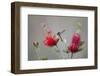 South Padre Island, Texas. Black Chinned Hummingbird at Bottlebrush-Larry Ditto-Framed Photographic Print