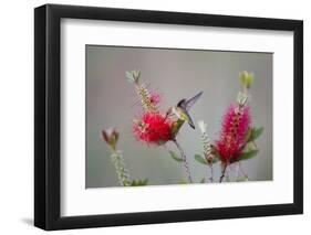 South Padre Island, Texas. Black Chinned Hummingbird at Bottlebrush-Larry Ditto-Framed Photographic Print