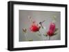 South Padre Island, Texas. Black Chinned Hummingbird at Bottlebrush-Larry Ditto-Framed Photographic Print