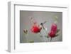 South Padre Island, Texas. Black Chinned Hummingbird at Bottlebrush-Larry Ditto-Framed Photographic Print