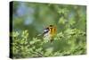 South Padre Island, Texas. Blackburnian Warbler Feeding-Larry Ditto-Stretched Canvas