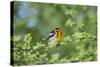 South Padre Island, Texas. Blackburnian Warbler Feeding-Larry Ditto-Stretched Canvas