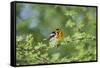 South Padre Island, Texas. Blackburnian Warbler Feeding-Larry Ditto-Framed Stretched Canvas