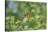 South Padre Island, Texas. Blackburnian Warbler Feeding-Larry Ditto-Stretched Canvas