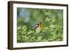 South Padre Island, Texas. Blackburnian Warbler Feeding-Larry Ditto-Framed Photographic Print