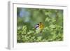 South Padre Island, Texas. Blackburnian Warbler Feeding-Larry Ditto-Framed Photographic Print