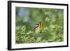 South Padre Island, Texas. Blackburnian Warbler Feeding-Larry Ditto-Framed Photographic Print