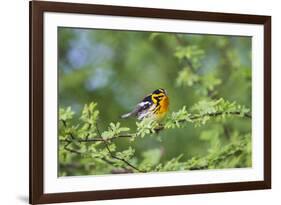 South Padre Island, Texas. Blackburnian Warbler Feeding-Larry Ditto-Framed Photographic Print