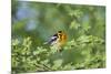 South Padre Island, Texas. Blackburnian Warbler Feeding-Larry Ditto-Mounted Photographic Print