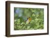 South Padre Island, Texas. Blackburnian Warbler Feeding-Larry Ditto-Framed Photographic Print