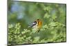 South Padre Island, Texas. Blackburnian Warbler Feeding-Larry Ditto-Mounted Photographic Print