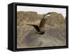 South Polar Skua (Stercorarius Maccormicki), Telephone Bay, Deception Island, Antarctica-Sergio Pitamitz-Framed Stretched Canvas