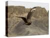 South Polar Skua (Stercorarius Maccormicki), Telephone Bay, Deception Island, Antarctica-Sergio Pitamitz-Stretched Canvas