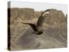 South Polar Skua (Stercorarius Maccormicki), Telephone Bay, Deception Island, Antarctica-Sergio Pitamitz-Stretched Canvas