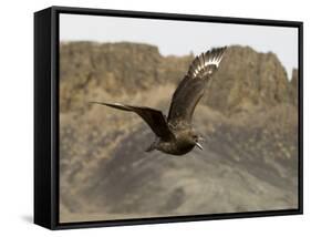 South Polar Skua (Stercorarius Maccormicki), Telephone Bay, Deception Island, Antarctica-Sergio Pitamitz-Framed Stretched Canvas