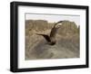 South Polar Skua (Stercorarius Maccormicki), Telephone Bay, Deception Island, Antarctica-Sergio Pitamitz-Framed Photographic Print