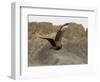 South Polar Skua (Stercorarius Maccormicki), Telephone Bay, Deception Island, Antarctica-Sergio Pitamitz-Framed Photographic Print