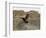 South Polar Skua (Stercorarius Maccormicki), Telephone Bay, Deception Island, Antarctica-Sergio Pitamitz-Framed Photographic Print