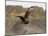 South Polar Skua (Stercorarius Maccormicki), Telephone Bay, Deception Island, Antarctica-Sergio Pitamitz-Mounted Photographic Print